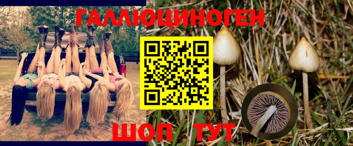 Куйбышев  Псилоцибиновые грибы Magic Shrooms  Вход с VPN  Псилоцибиновые грибы Psilocybine cubensis 