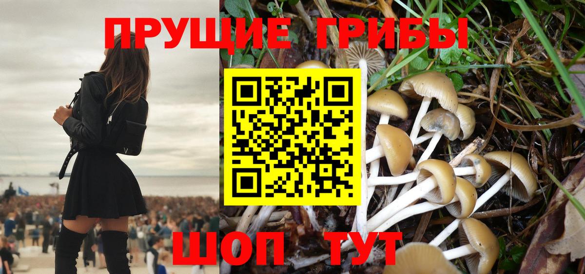 Псилоцибиновые грибы Psilocybine cubensis Куйбышев